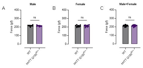 FVB-hHTT Q150 KI小鼠-疾病模型-亨廷顿舞蹈症