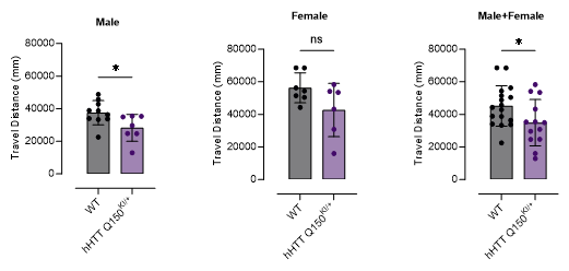 FVB-hHTT Q150 KI小鼠-疾病模型-亨廷顿舞蹈症