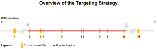 Fah KO小鼠-疾病模型-I型酪氨酸血症 酪氨酸血症