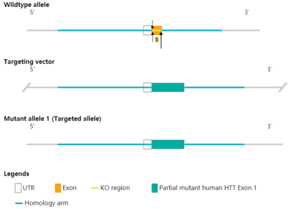 FVB-hHTT Q150 KI小鼠-疾病模型-亨廷顿舞蹈症