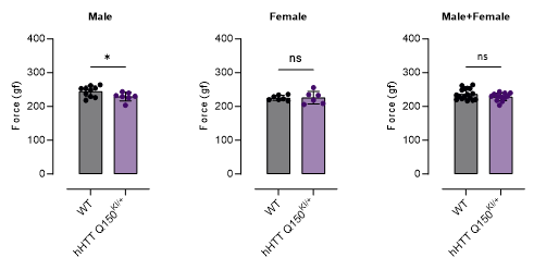 FVB-hHTT Q150 KI小鼠-疾病模型-亨廷顿舞蹈症