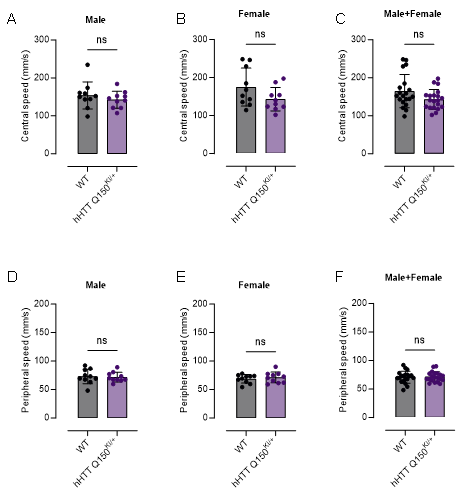 FVB-hHTT Q150 KI小鼠-疾病模型-亨廷顿舞蹈症