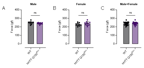 FVB-hHTT Q150 KI小鼠-疾病模型-亨廷顿舞蹈症