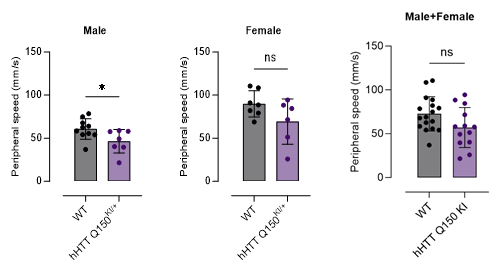 FVB-hHTT Q150 KI小鼠-疾病模型-亨廷顿舞蹈症