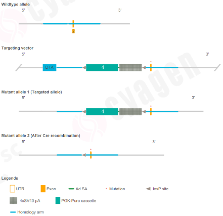 LSL-K-ras G12C小鼠-疾病模型-自发肿瘤 肿瘤 
