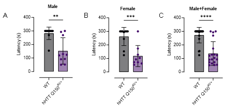 FVB-hHTT Q150 KI小鼠-疾病模型-亨廷顿舞蹈症