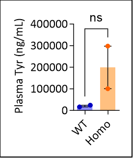 Fah KO小鼠-疾病模型-I型酪氨酸血症 酪氨酸血症