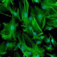 人原代肝非实质细胞NPCs-LifeNet品牌