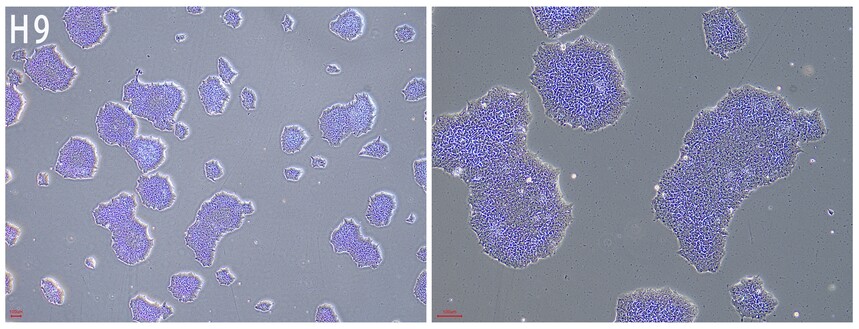 1753937710433128.jpg H9.jpg