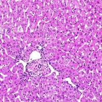 冷冻组织样本/FFPF切片-LifeNet品牌