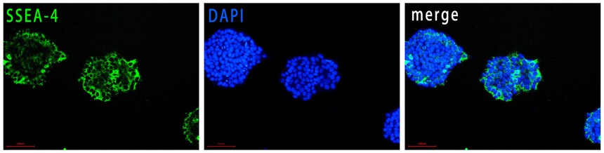 1753936877204123.jpg H9-SSEA-4.jpg