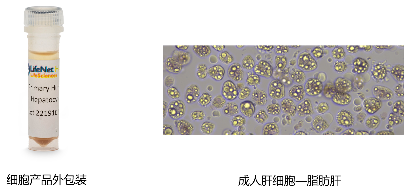 LifeNet人原代肝细胞产品图