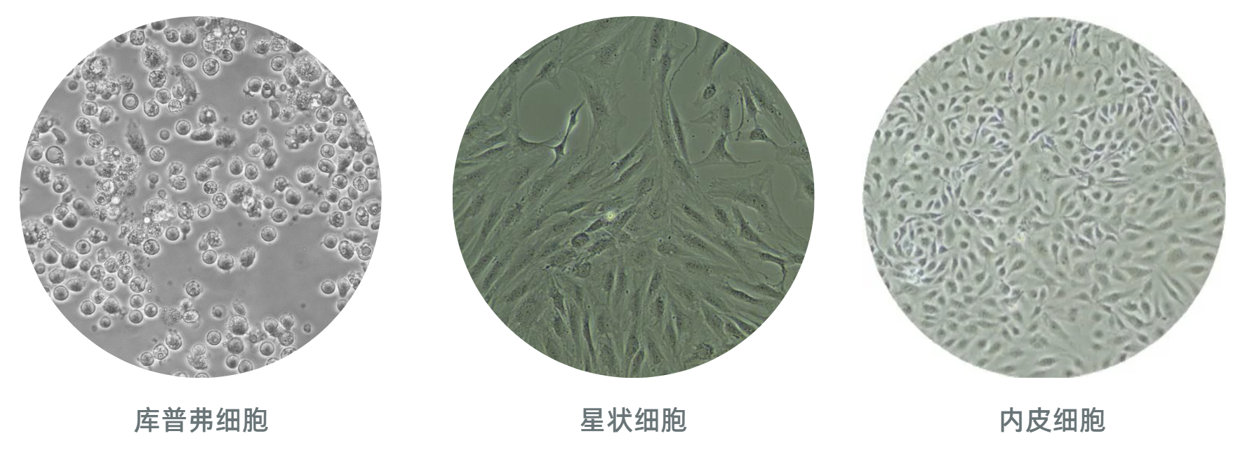 LifeNet人原代肝非实质细胞NPCs