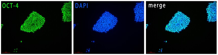 1753936955777489.jpg H9-oct-4.jpg