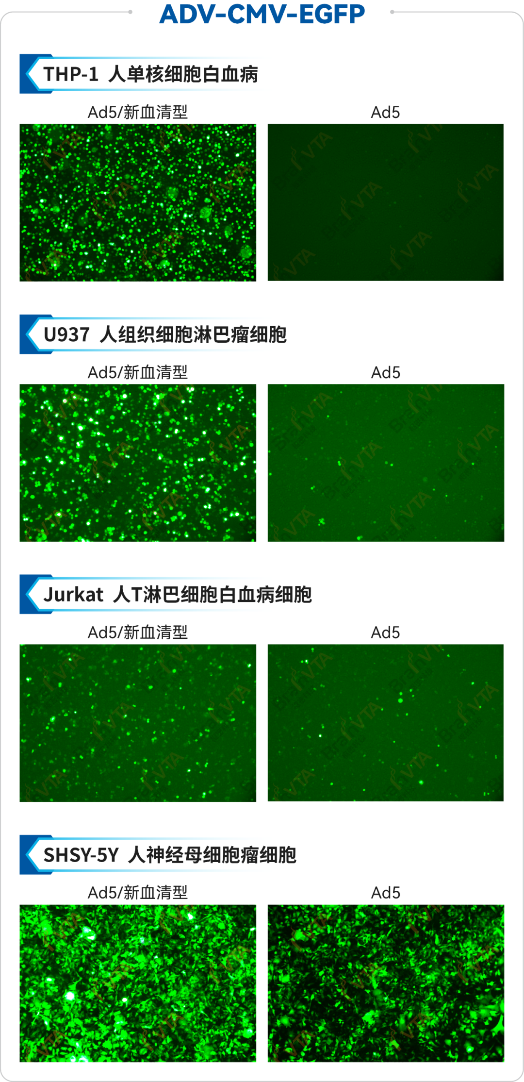 【产品推荐】高效靶向免疫细胞和造血干细胞的新型腺病毒载体