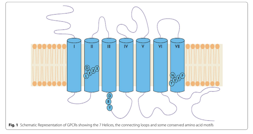 生命信号的通用语言——探秘不同种属GPCR的共性与个性