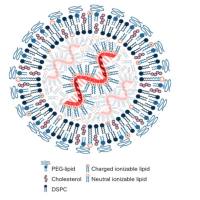220408-24-2   HIV-1 TAT (48-60)    GRKKRRQRRRPPQ  可渗透细胞的多肽  核定位信号肽