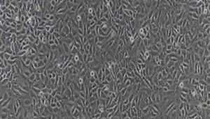 猪原代肾小管上皮细胞技术参数