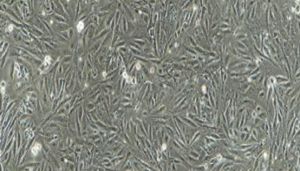 猪原代II 型肺泡上皮细胞