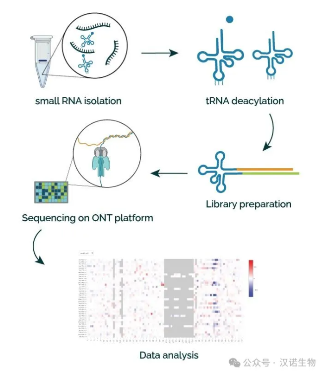 东莞汉诺生物提供nano-tRNA测序服务