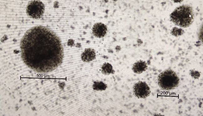 免疫细胞分选培养专题