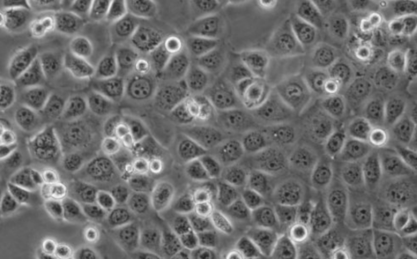 肠道“守门人”的试炼场:结肠上皮细胞在药物非临床研究中的关键角色