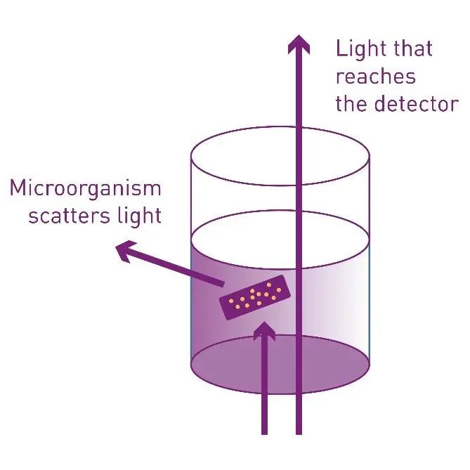 利用OD600测定抗生素的最小抑菌浓度（MIC）