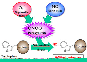 艾美捷抗硝基色氨酸（NW）单克隆抗体，现货促销，高灵敏度产品限时抢！