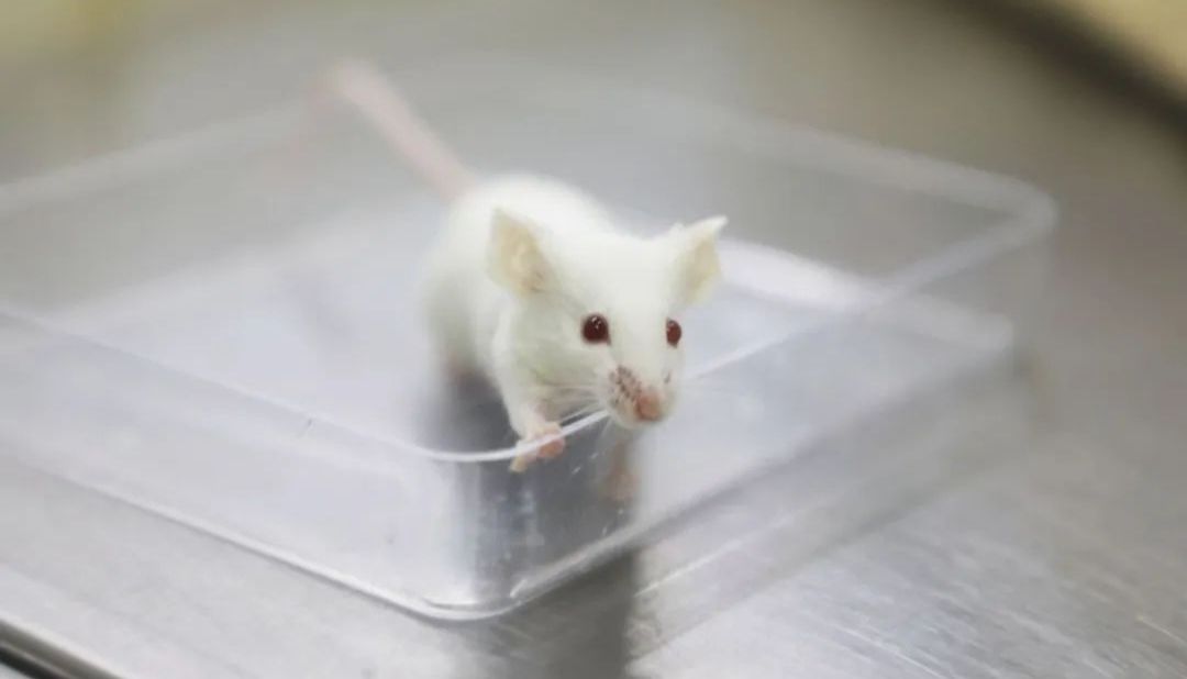 科研血液分析新选择：全自动血液分析仪化解实验室血液分析压力