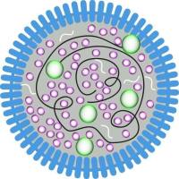 CD20 靶向与叶酸双修饰脂质体协同递送 BCL-2 siRNA 与 Venetoclax 用于 B 细胞淋巴瘤治疗