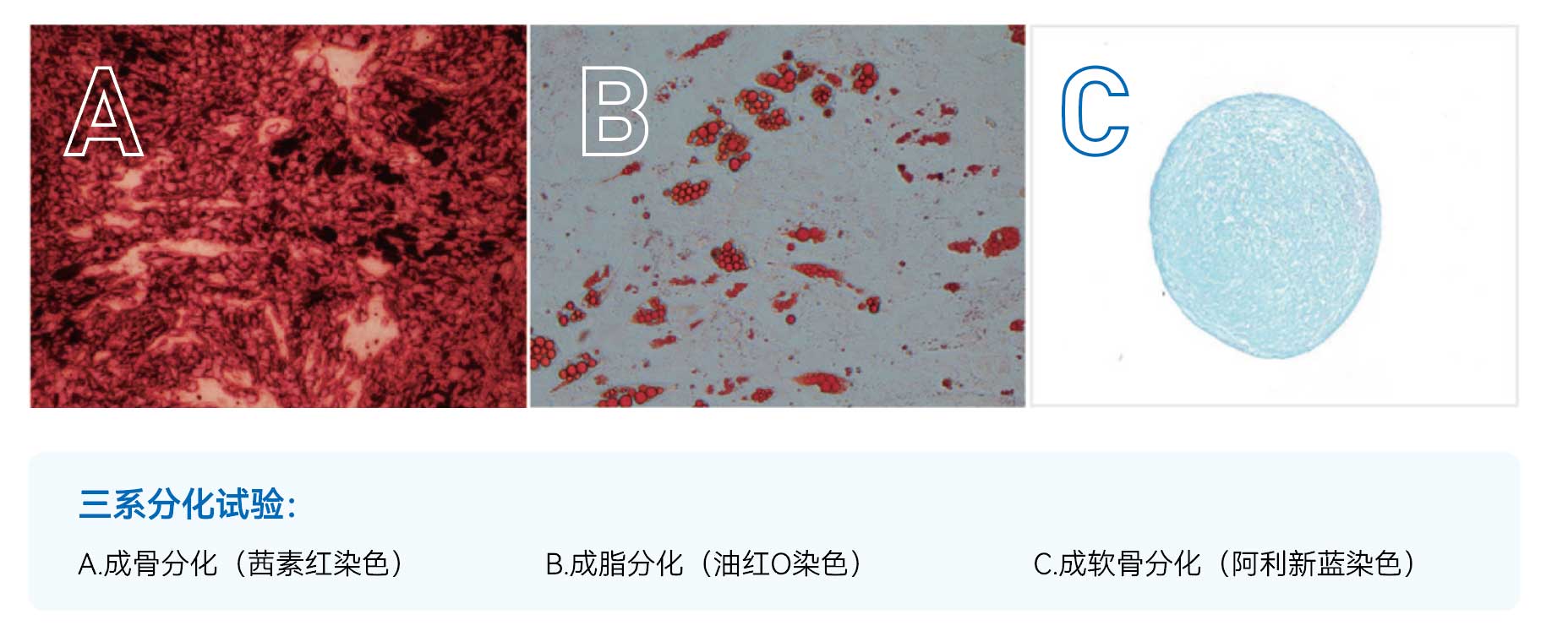 间充质干细胞无血清培养基