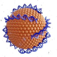 CD19/CD22双靶向修饰阿霉素脂质体用于B细胞白血病的联合成像与治疗