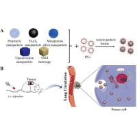 负载美罗培南的脂质体被红细胞膜包裹 Meropenem@Liposome@RBCm
