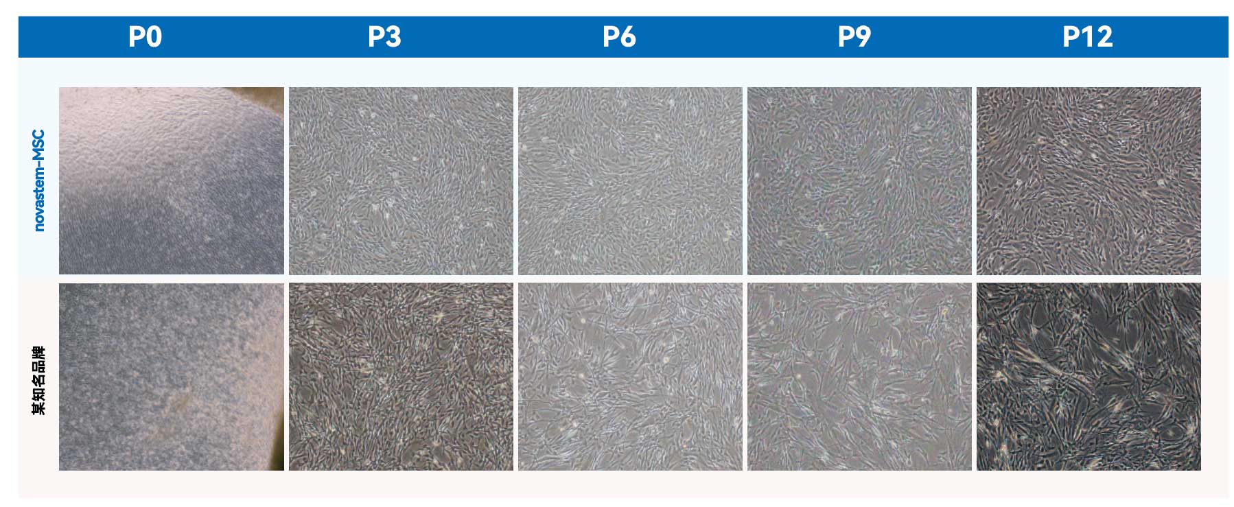 间充质干细胞无血清培养基