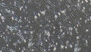 猪原代骨骼肌细胞技术参数