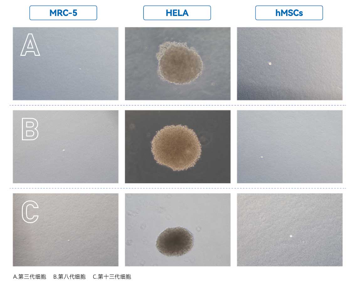 间充质干细胞无血清培养基