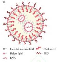 CD19靶向CRISPR-Cas9脂质纳米颗粒（LNP）实现PD-1敲除以增强抗白血病免疫