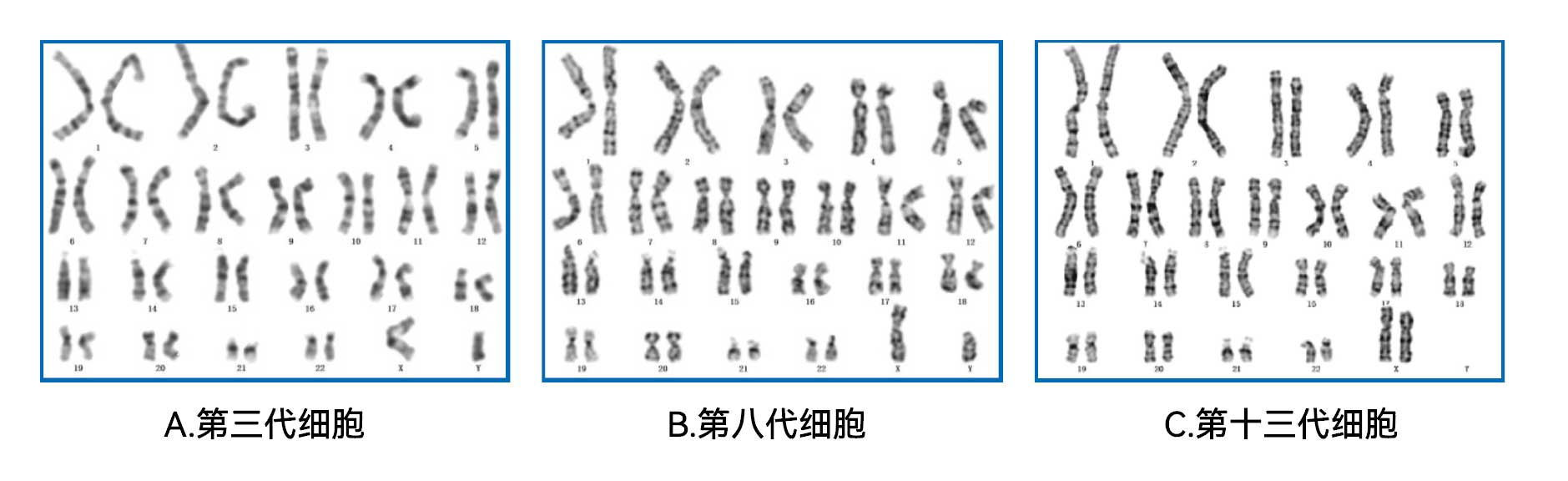 间充质干细胞无血清培养基