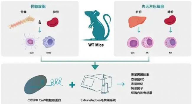 韩国ExTransfection快速细胞电转仪