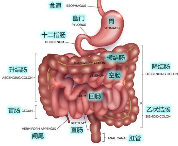 肠道“守门人”的试炼场:结肠上皮细胞在药物非临床研究中的关键角色