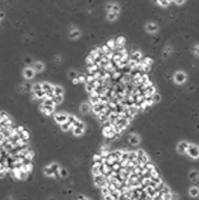 NK-92细胞ADORA2A基因敲除株