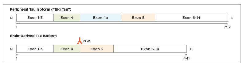 阿尔茨海默病研究新突破 | 血液中脑源性Tau蛋白（BD-Tau）发光免疫分析试剂盒