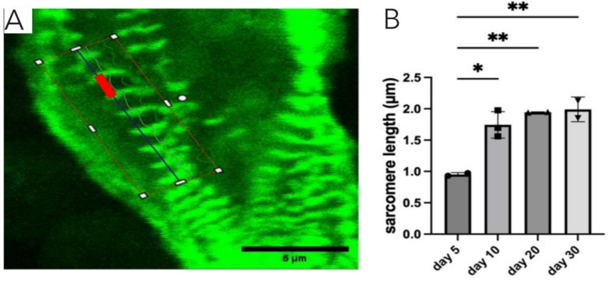 LN521功能化水凝胶3D培养心肌测量肌节长度及健康供体来源的肌节长度增长趋势统计图