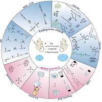 甲基 丙 烯 酰壳聚糖水凝胶包载甲氨蝶呤与烟酰胺 CSMA hydrogel@MTX/NAM
