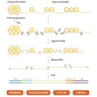 High-Sensitivity Open Chromatin Profile Kit 2.0 (for Illumina®)
