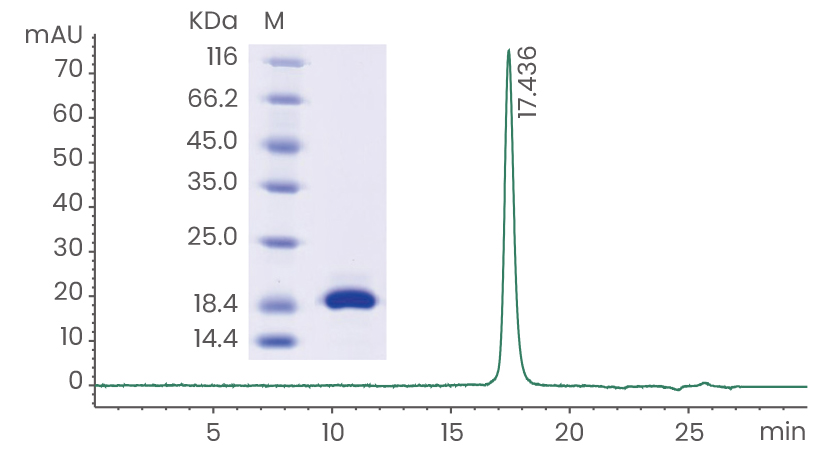 【深度好文】GMP级细胞因子：开启细胞治疗“黄金时代”的钥匙