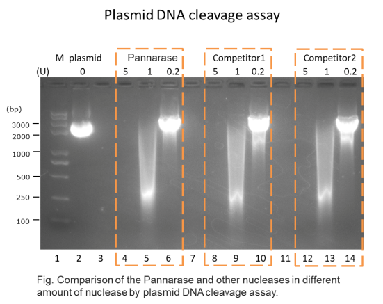 Pannarase全能核酸酶