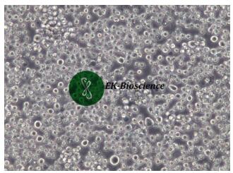 Kasumi-1；人急性淋巴白血病细胞【已通过STR鉴定】