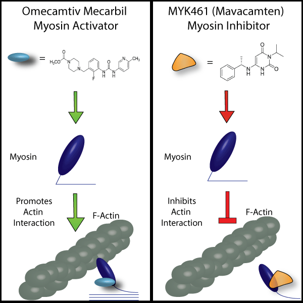【前沿进展】从Omecamtiv到Mavacamten：肌节靶向药物研发突破与Cytoskeleton核心工具