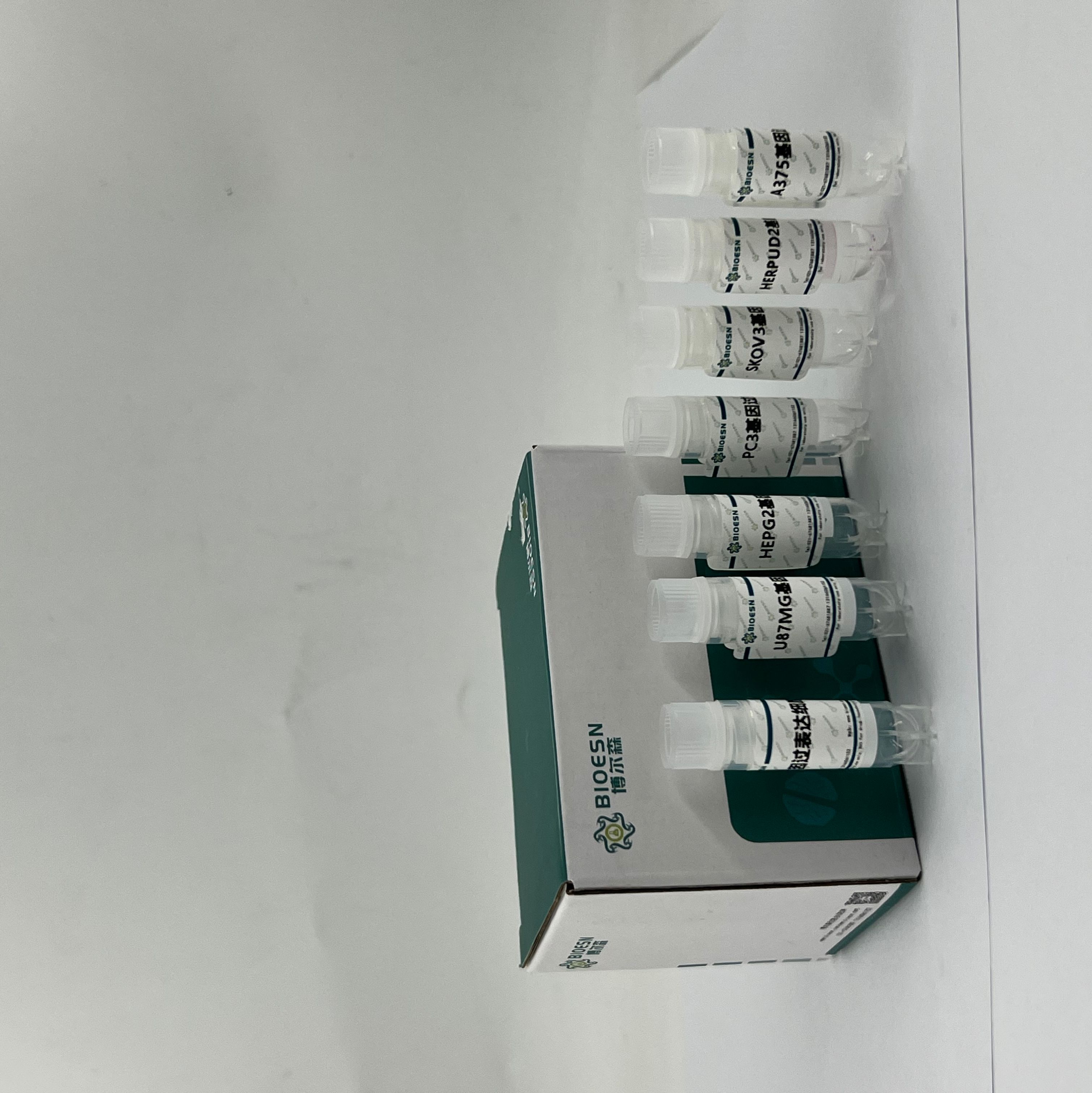 ACTR8基因过表达细胞株